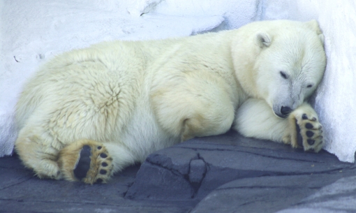 Polar bears love the winter!