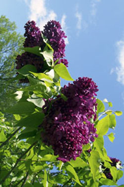 Lilacs need special care after they're cut